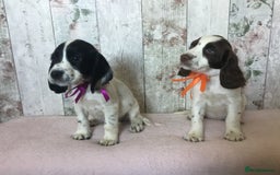 Cocker Spaniel dogs for sale: Well socialised Pedigree Cocker pups - Image 9
