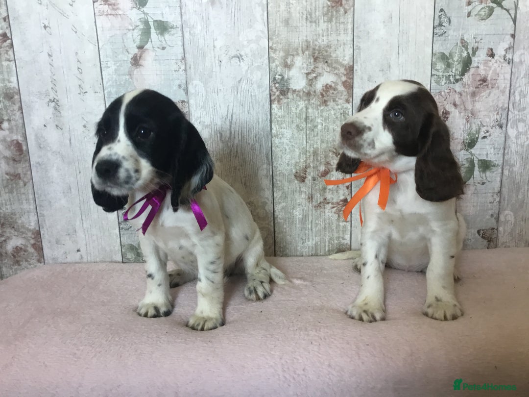 Cocker Spaniel dogs for sale: Well socialised Pedigree Cocker pups - Image 9