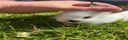 Mixed Breed rabbits for sale: Gorgeous mixed dwarf lop bunnies  - Advert 25