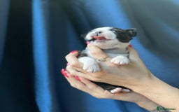 Boston Terrier dogs for sale: Boston terrier puppy - Image 4