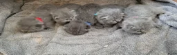 British Shorthair cats for sale: Stunning British shorthair kittens in Saxmundham - Advert 9