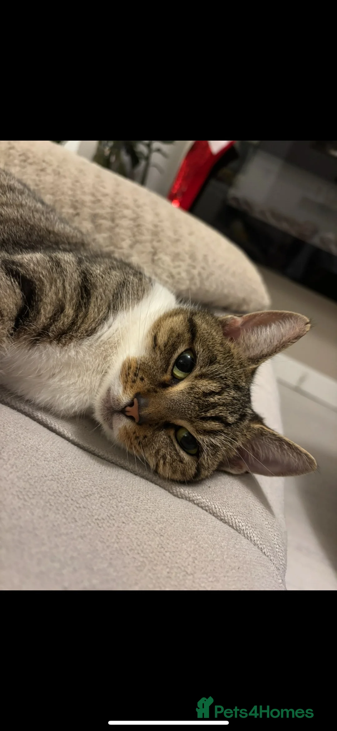 Mixed Breed cats for sale: *READY NOW*Beautiful tabby little girl.  - Advert 1