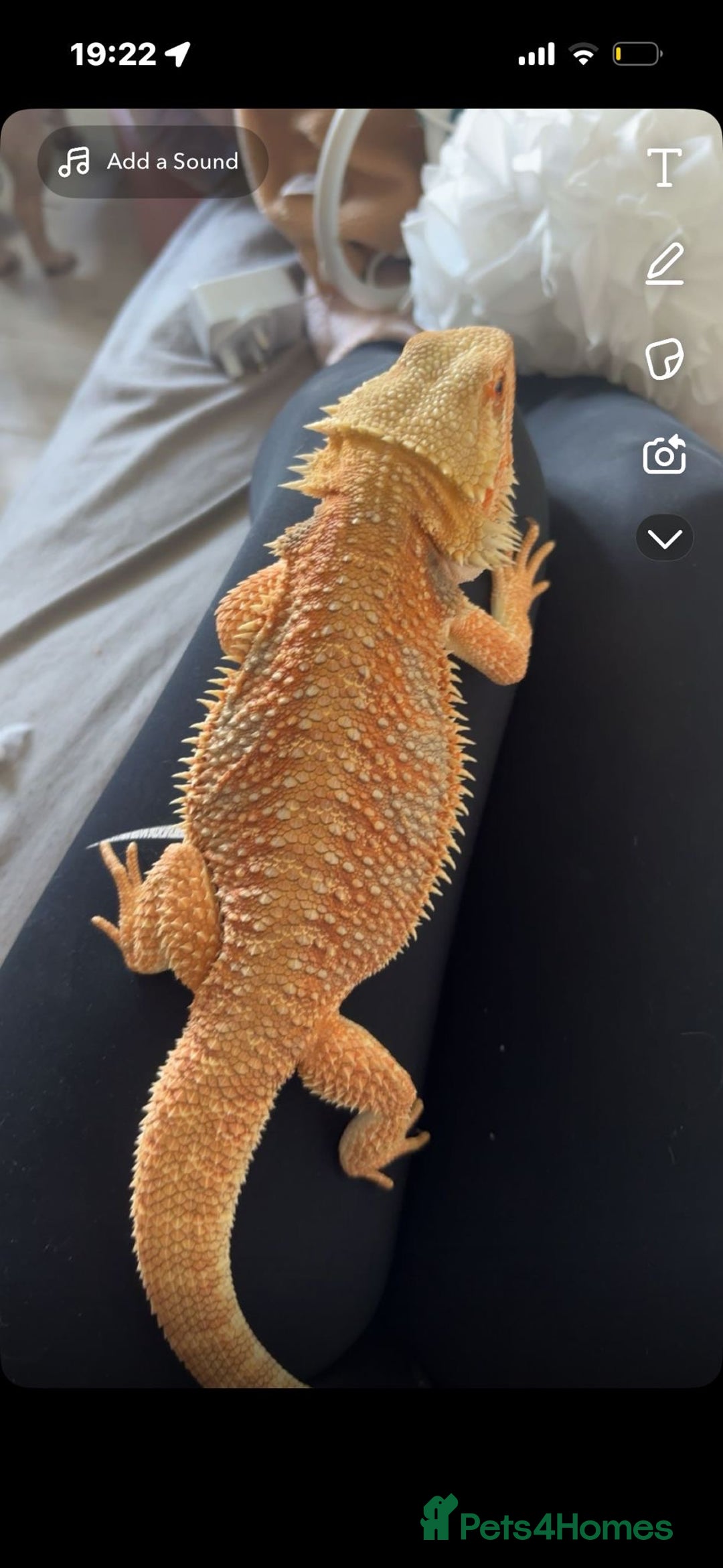 Bearded Dragon reptiles for sale: Bearded Dragon with full Vivarium set up  - Image 2