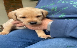 Labrador Retriever dogs for sale: Labrador retriever puppies  - Image 2