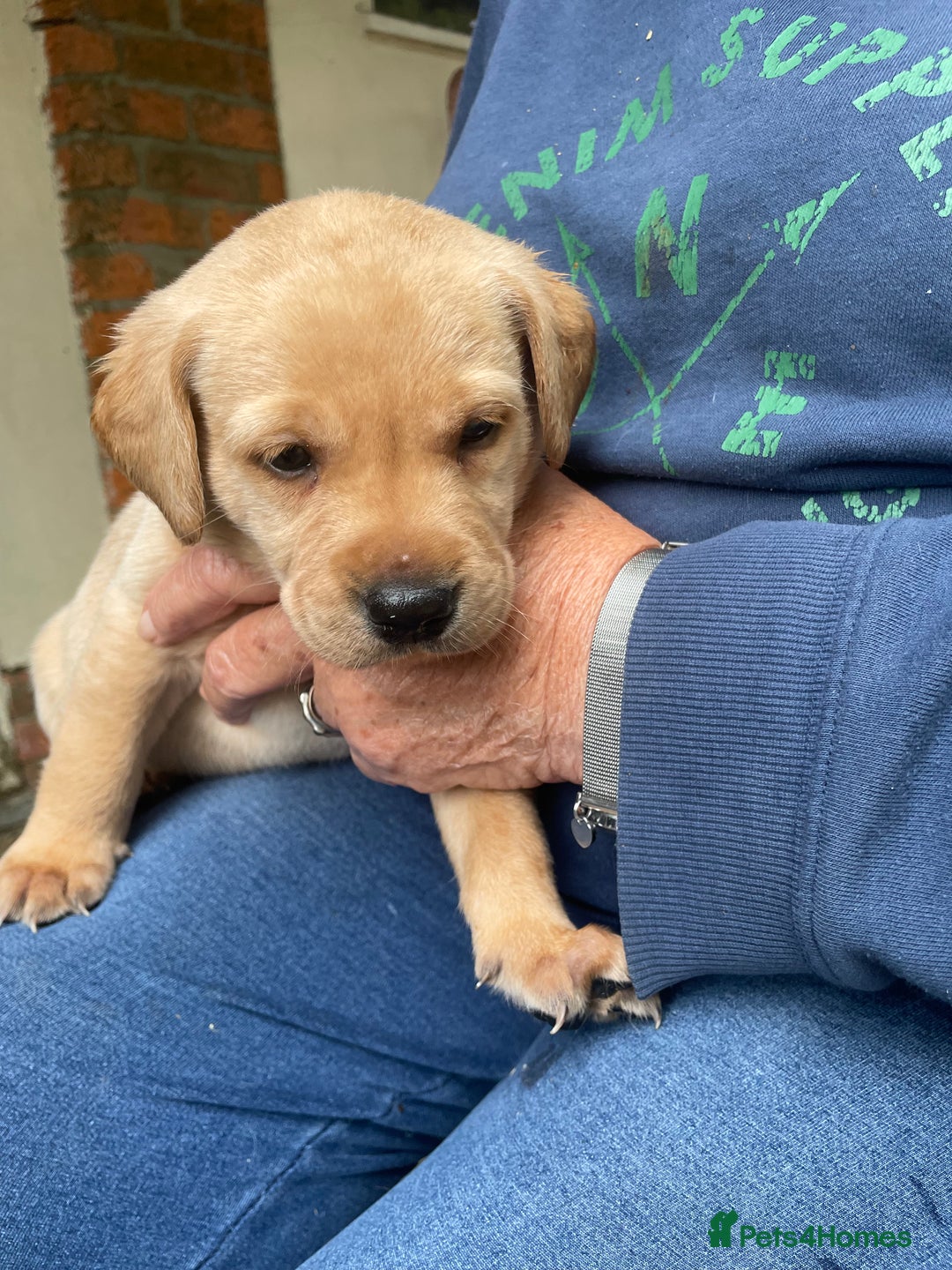 Labrador Retriever dogs for sale: Labrador retriever puppies  - Image 2