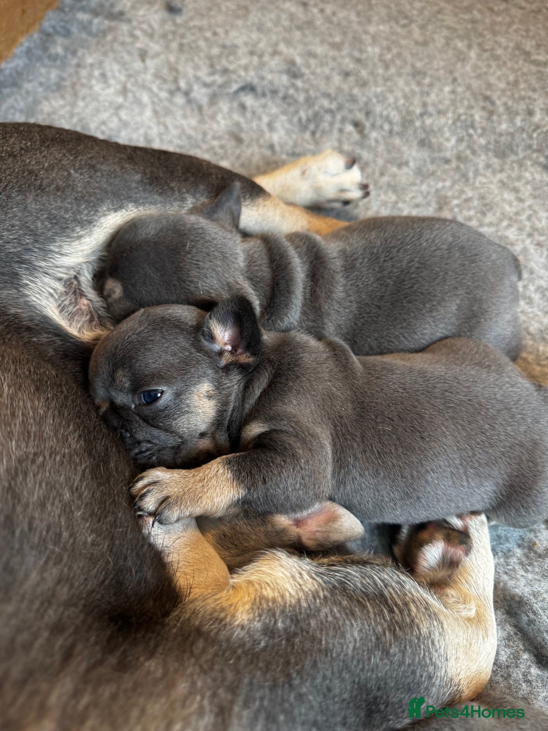 French Bulldog dogs for sale: 2 Male and 2 Female French Bulldogs - Image 21