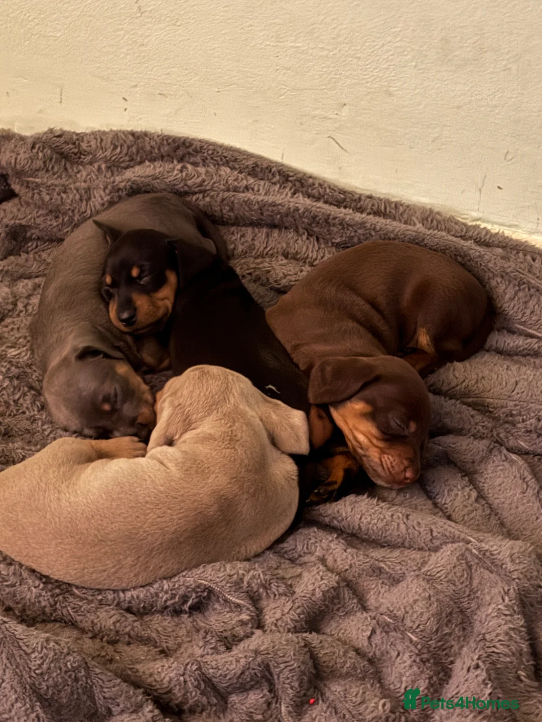 Miniature Dachshund dogs for sale: Miniature dachshund puppies for sale - Advert 2