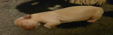 Maltipoo 4