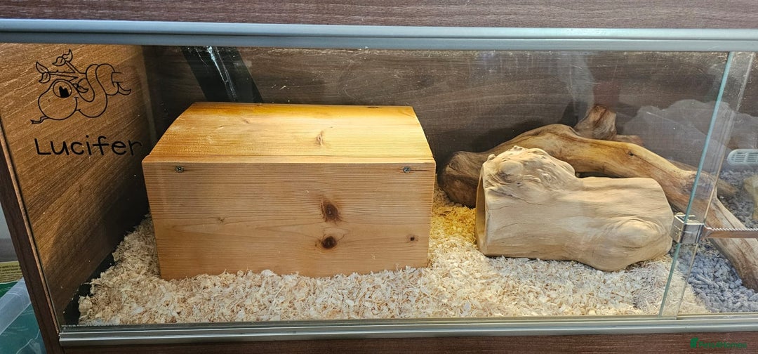 Corn Snake reptiles for sale: Friendly corn snake, vivarium with full set up - Advert 10