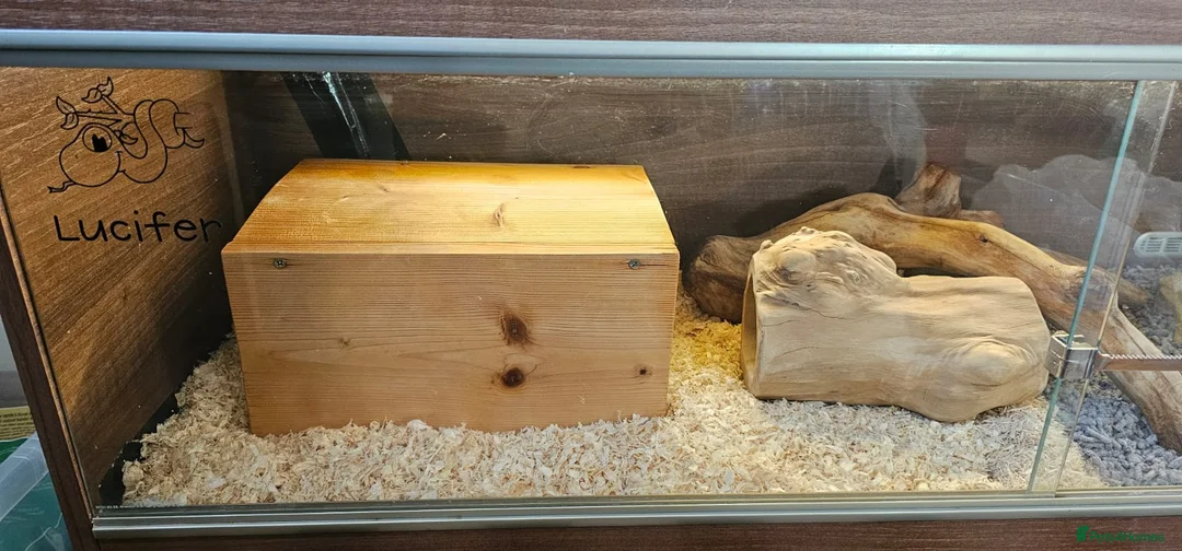 Corn Snake reptiles for sale: Friendly corn snake, vivarium with full set up - Advert 10