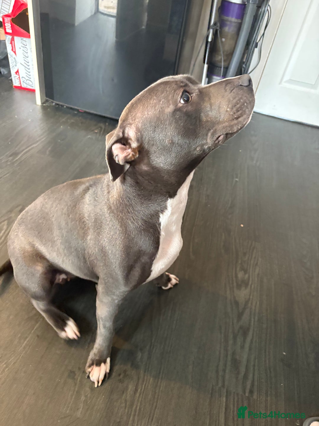 Staffordshire Bull Terrier dogs for sale: Year old female blue staff  - Image 5