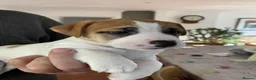 Jack Russell dogs for stud: Superb Quality Jack Russell at stud K.C Reg - Advert 5