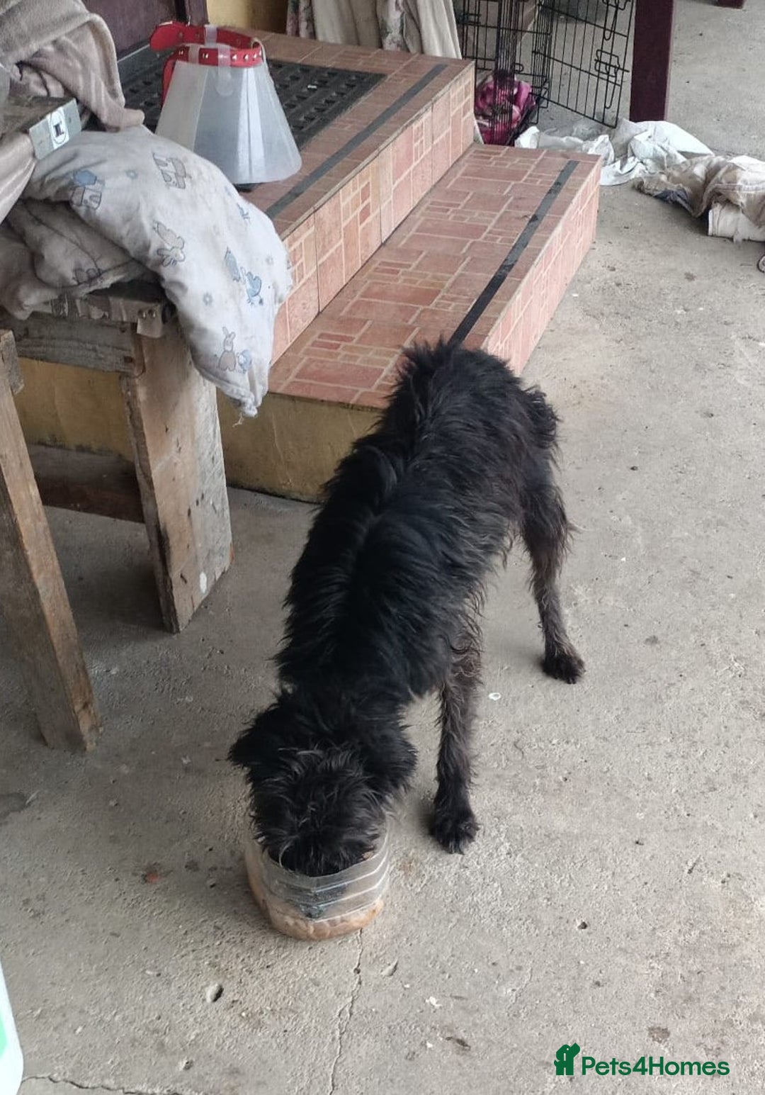 Mixed Breed dogs for adoption: ROCKY – Gentle, Resilient & Ready for Love 🐾 - Advert 2