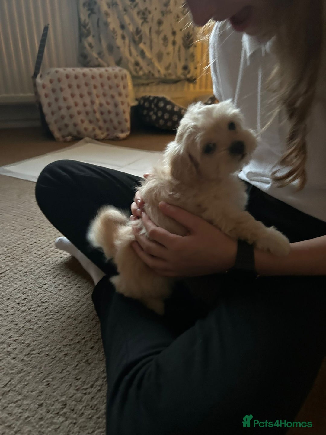 Lhasapoo dogs for sale: Lhasapoo for sale  - Advert 6