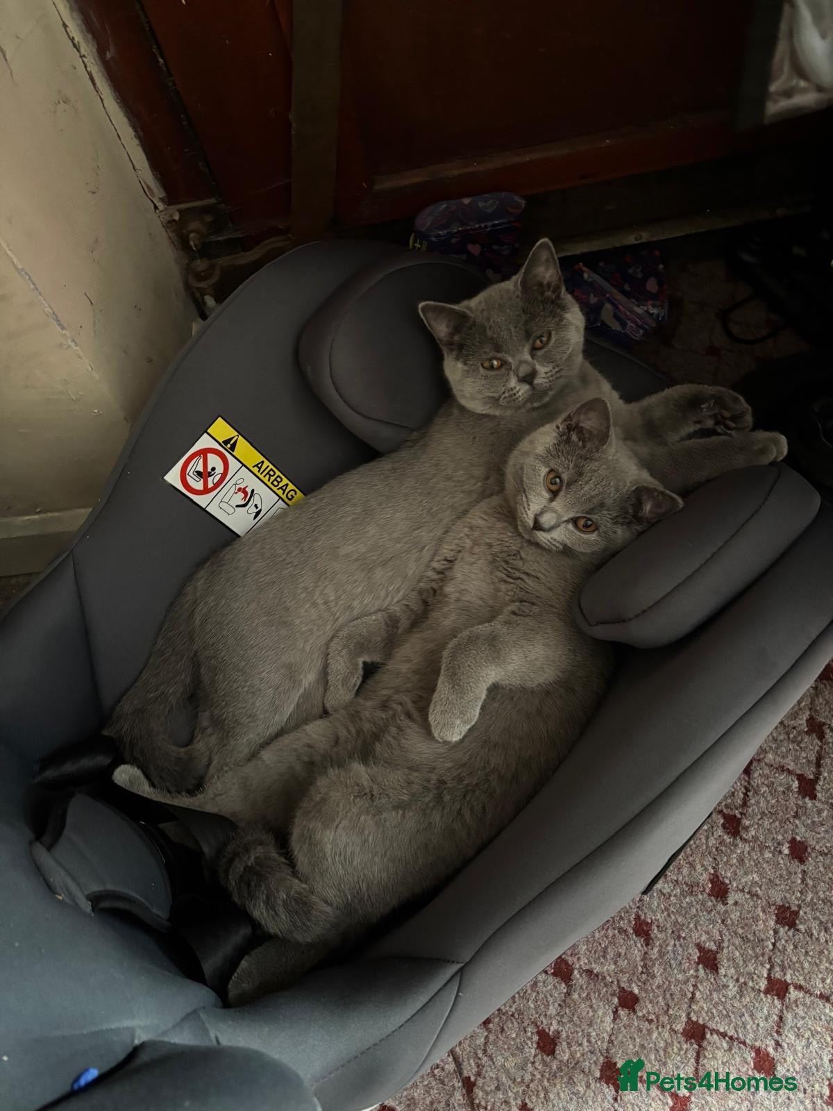 British Shorthair cats 2 Beautiful British Shorthair Sisters  - Advert 1