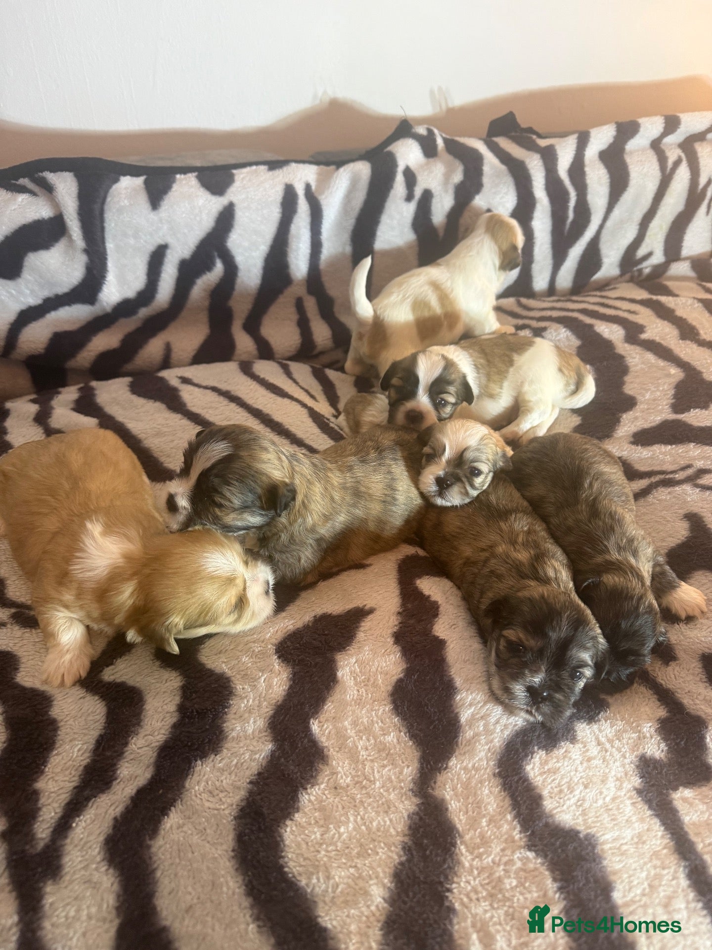 Lhasa Apso dogs 7 beautiful pups looking for their forever family - Advert 1
