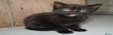 Domestic Shorthair 1