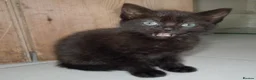 Domestic Shorthair cats for sale: Kittens looking for loving homes - Advert 4