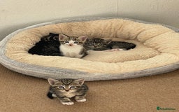 Mixed Breed cats for sale: 1x spotty boy and X3 tabby girls  - Image 5