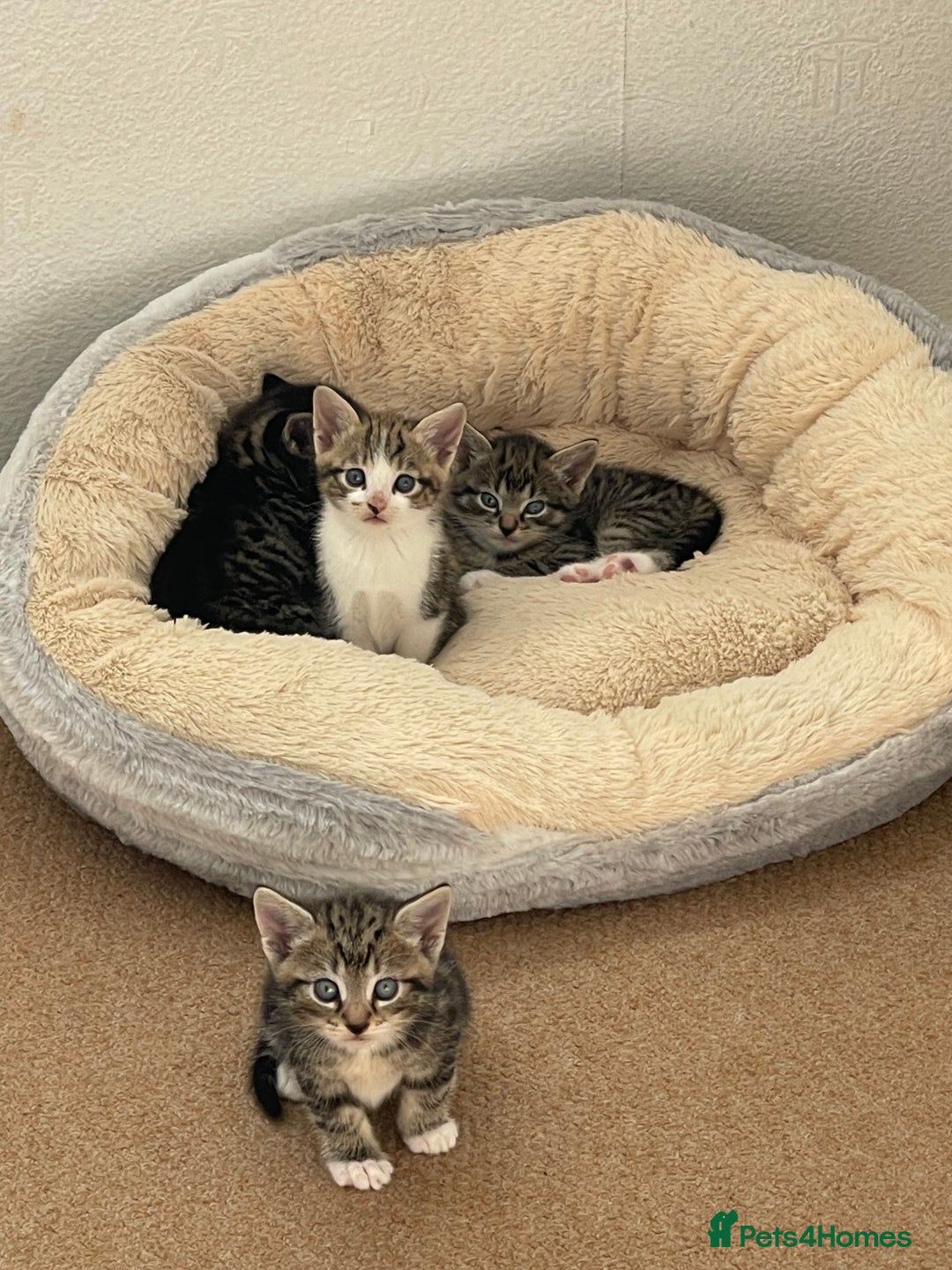 Mixed Breed cats for sale: 1x spotty boy and X3 tabby girls  - Image 5