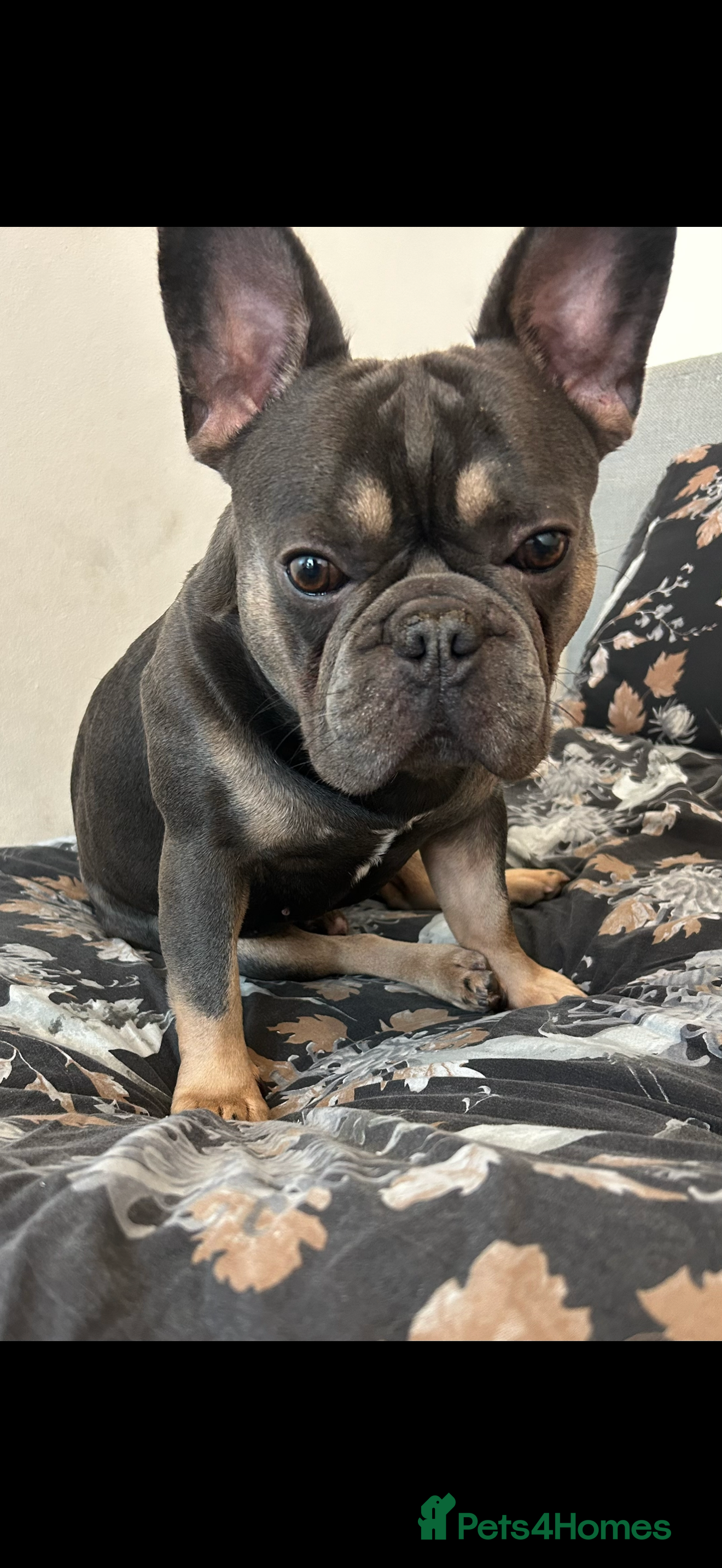 French Bulldog dogs Lilac and tan French bulldog for studding  - Advert 9