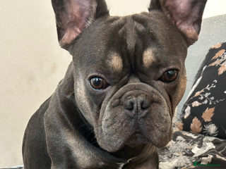 French Bulldog dogs - Advert 11