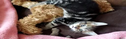 Bengal cats for sale: Beautiful kitten ready for new home 🐾🐈 - Advert 11