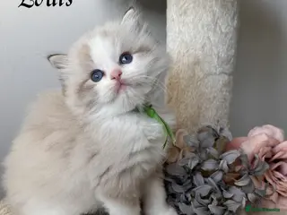 Ragdoll cats Stunning ragdoll kittens - Advert 16