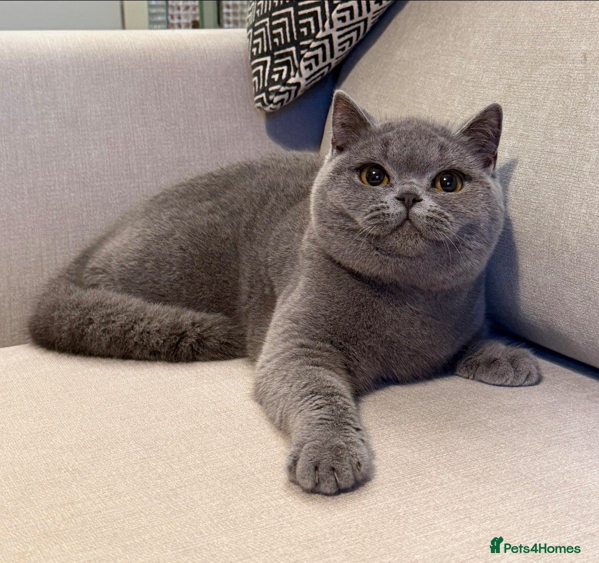 British Shorthair cats Lovely BSH  - Advert 7