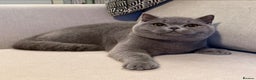 British Shorthair cats for sale: Lovely BSH  - Advert 1