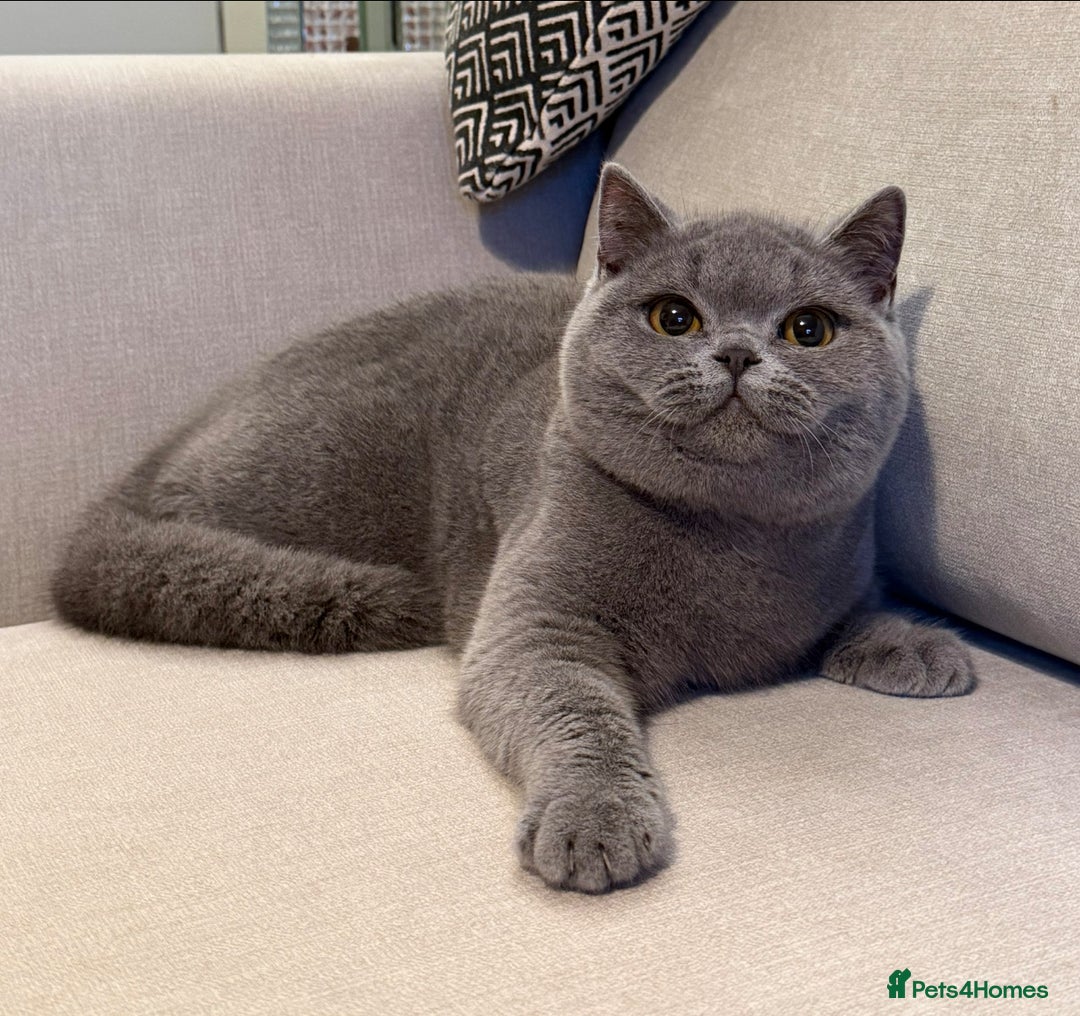 British Shorthair cats for sale: Lovely BSH  - Advert 1