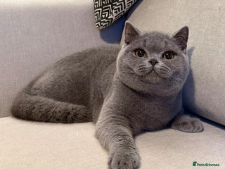British Shorthair cats Lovely BSH - Advert 6
