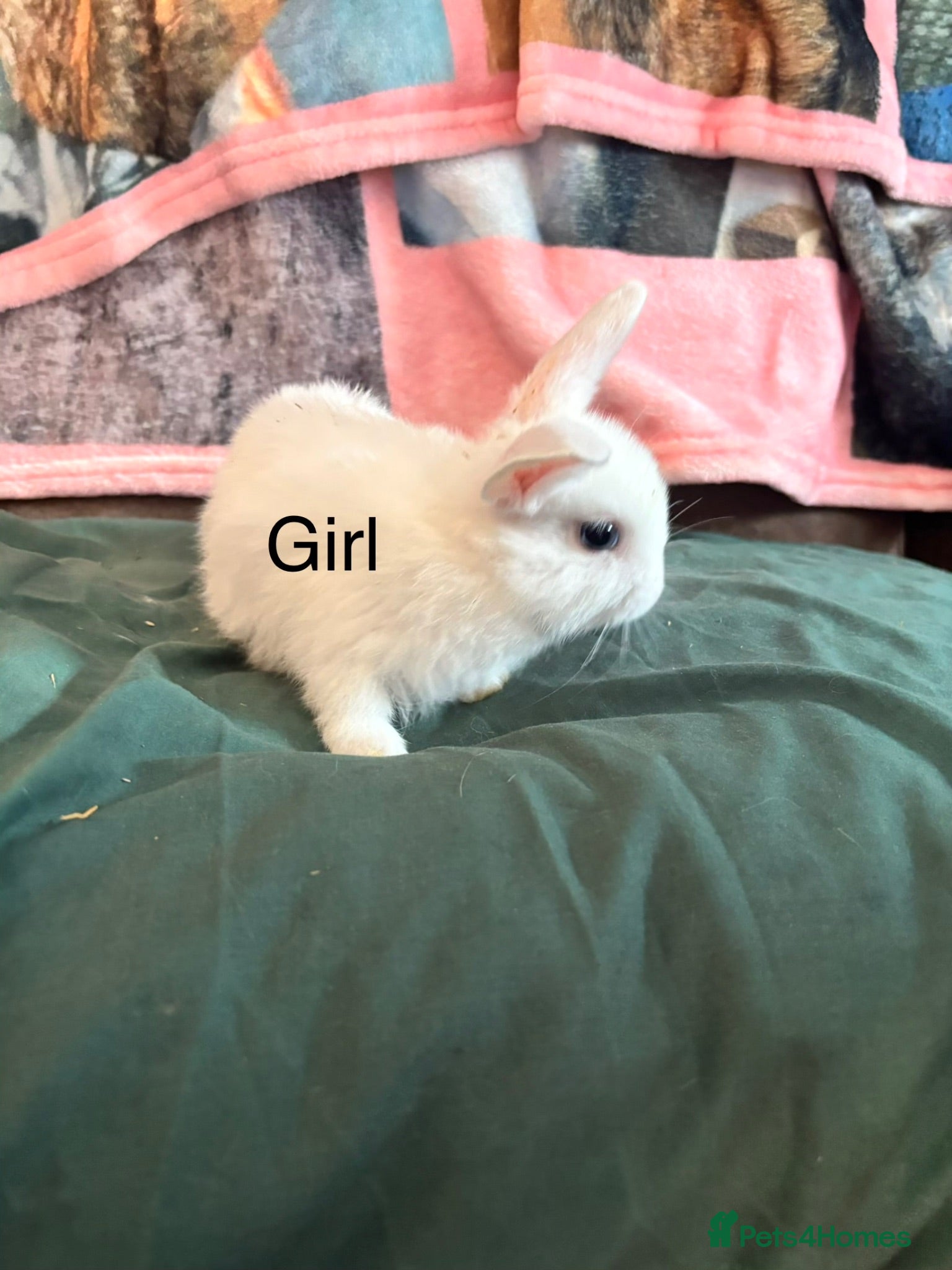 Mixed Breed rabbits Lop x mini Rex  - Advert 2