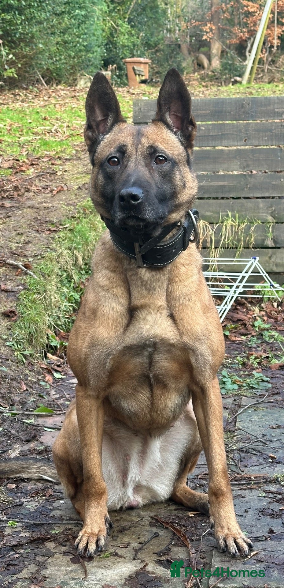 Belgian Shepherd Dog dogs KNPV Bloodline Malinois Puppies Available - Advert 1