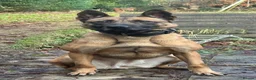 Belgian Shepherd Dog dogs for sale: KNPV Bloodline Malinois Puppies Available - Advert 1