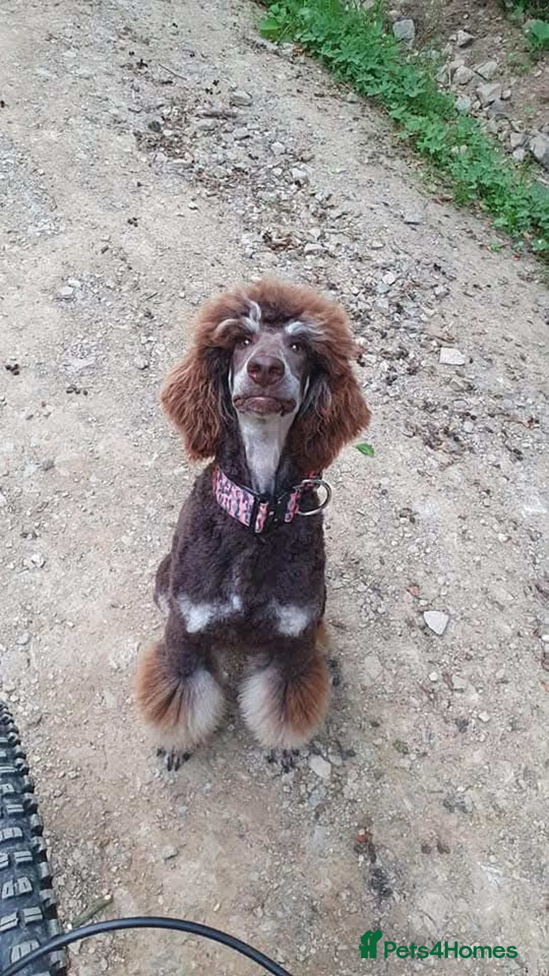 Bernedoodle dogs for sale: Expecting a Tri-coloured litter of Bernedoodles  - Advert 2