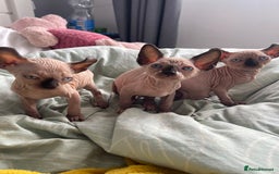 Sphynx cats for sale: 2 female 1 male Sphinx kittens - Image 5
