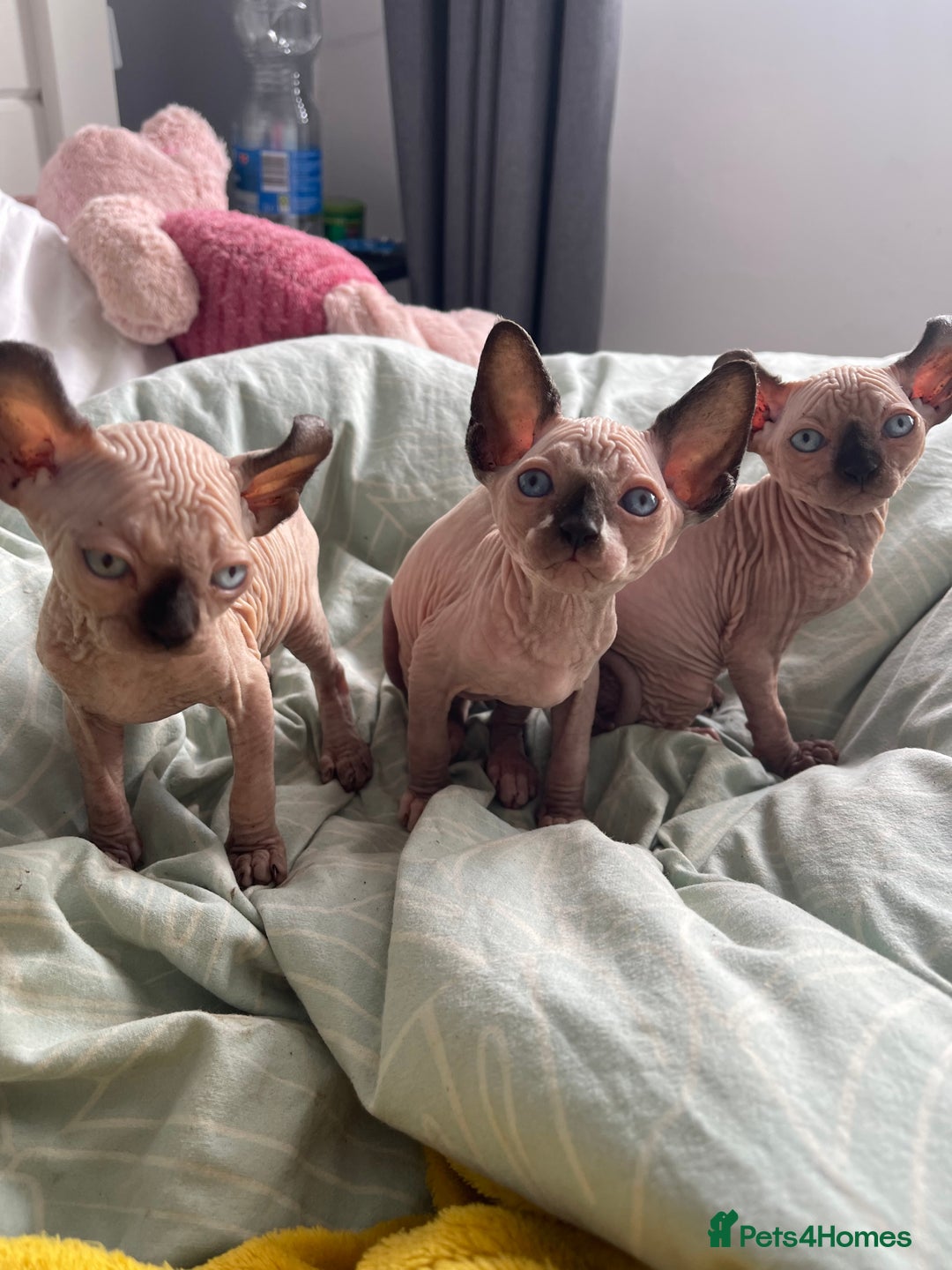 Sphynx cats for sale: 2 female 1 male Sphinx kittens - Image 5
