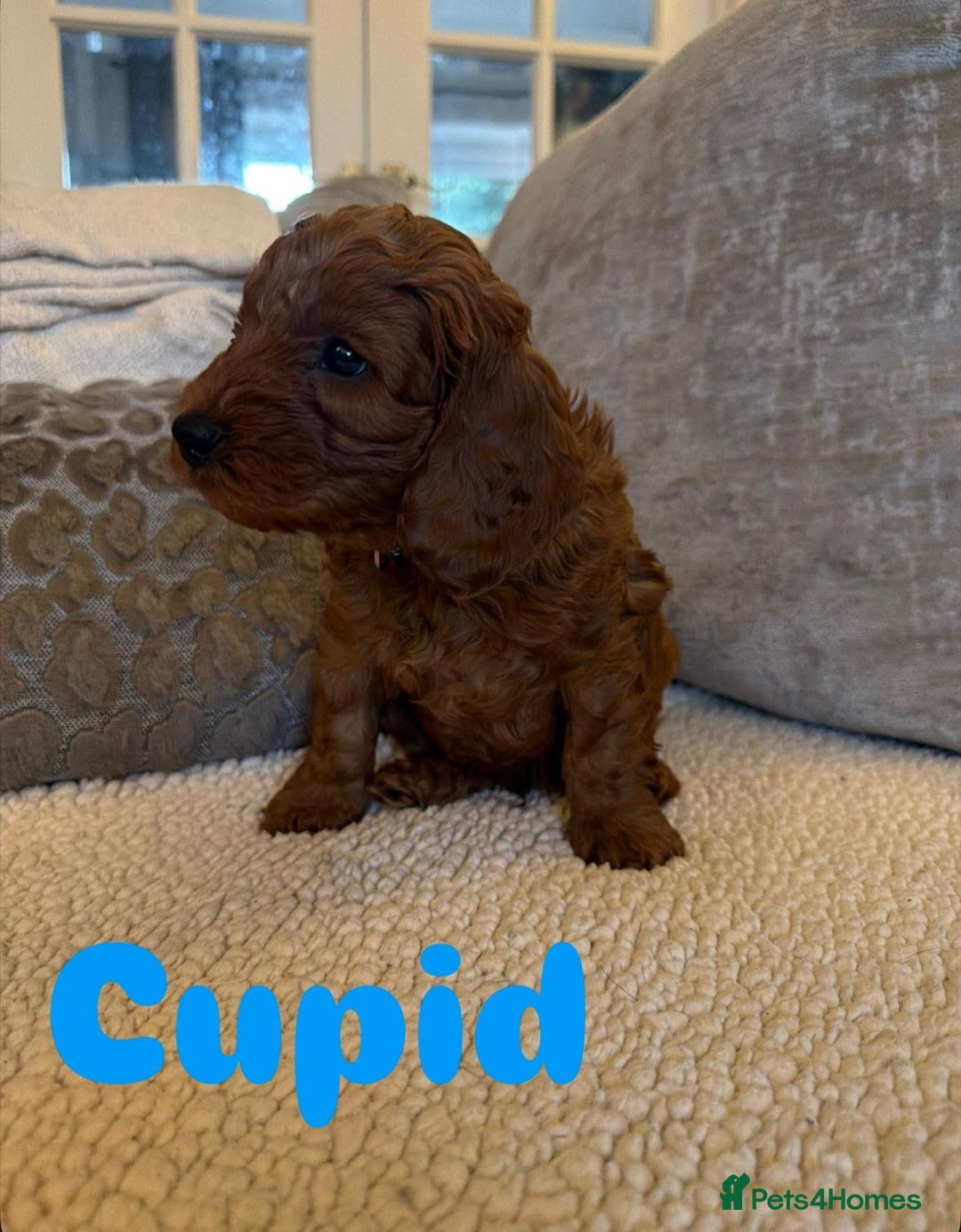 Cavapoo dogs for sale: Beautiful F1B cavapoo “teddy bear” puppies  - Advert 15