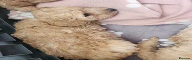 Mixed Breed 5