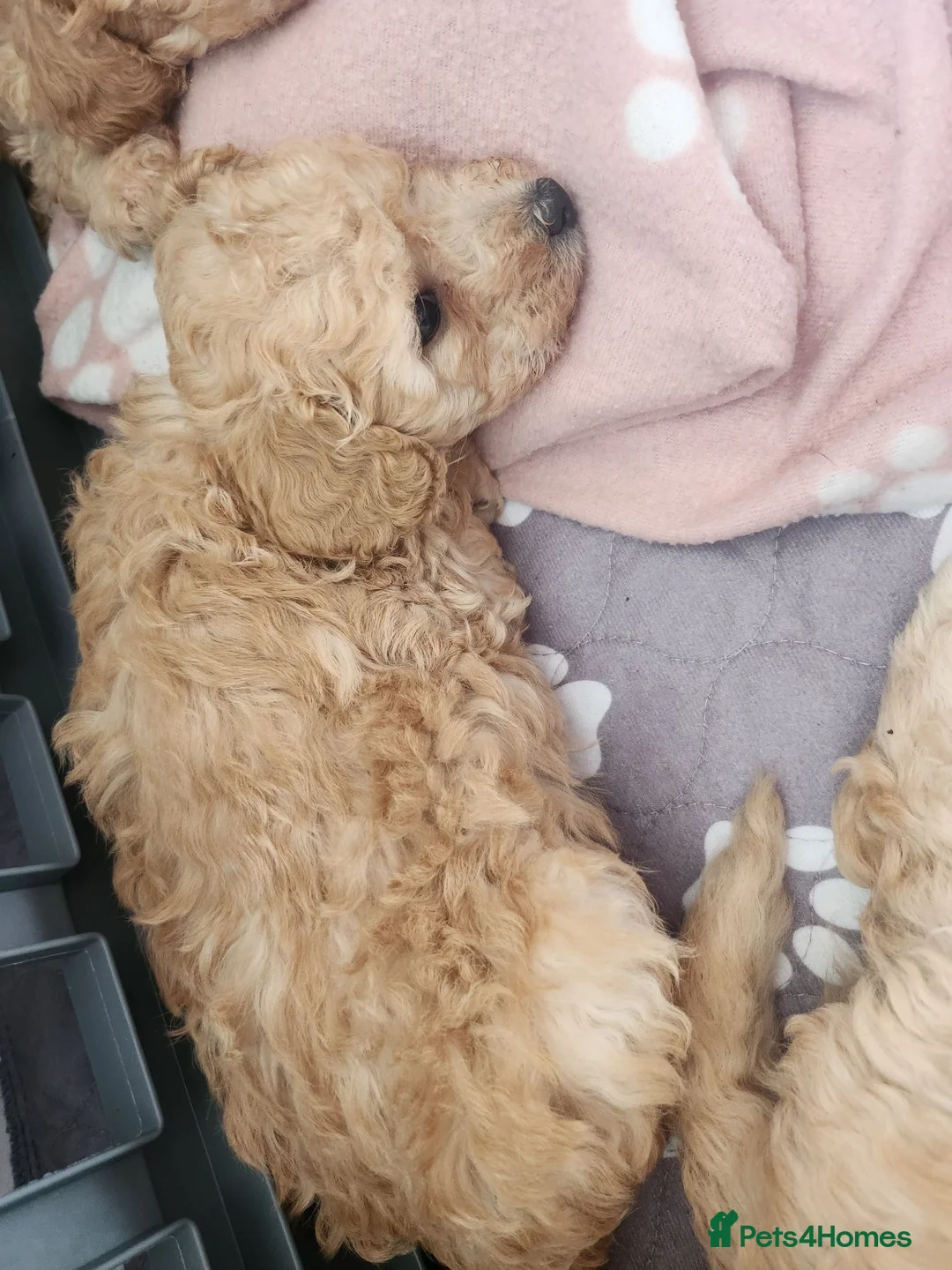Mixed Breed dogs for sale: Little mini poodle boys! - Advert 11