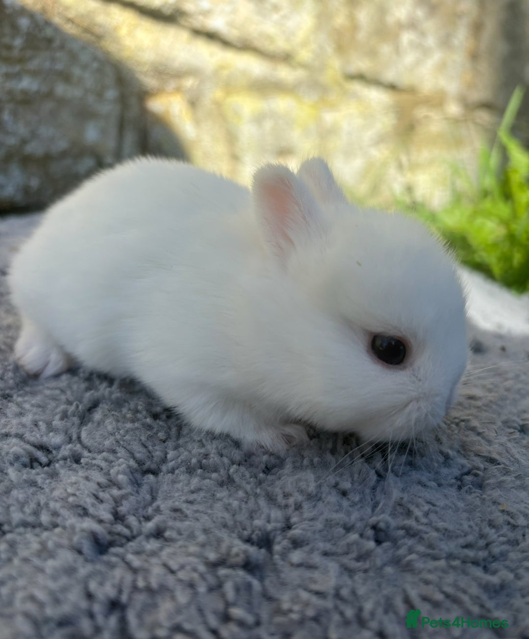 Netherland Dwarf rabbits for sale: Sweet Netherland Dwarf bunnies  - Advert 2
