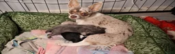 Chihuahua dogs for sale: Chihuahua x chihuahua Chinese crested  - Advert 2