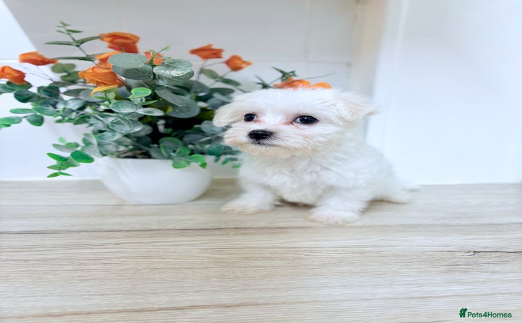 Morkie dogs - Advert 1