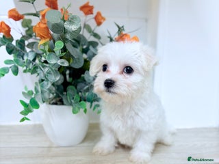 Morkie dogs - Advert 1