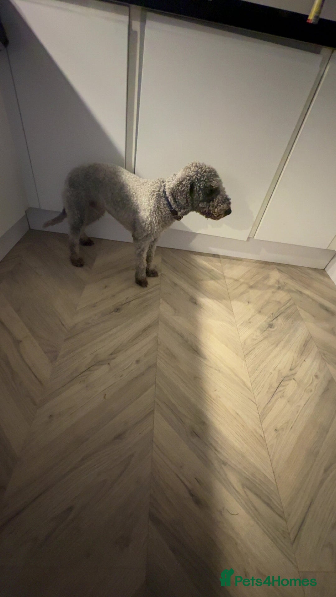 Bedlington Terrier dogs for stud: Teddy - Beddlington  - Advert 4