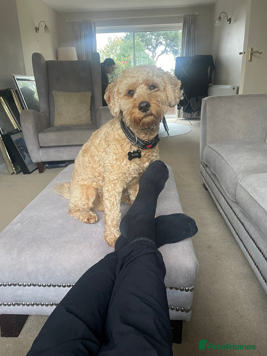 Cockapoo dogs for stud: Cockapoo for Stud  - Advert 7