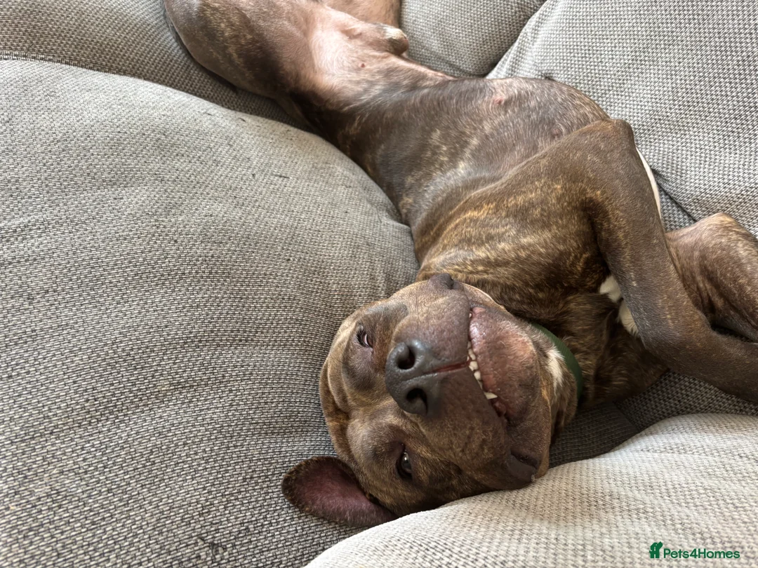 Cane Corso dogs for sale: BRINDLE CANE CORSO   - Advert 4