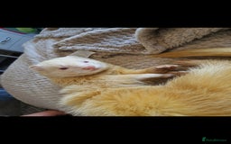 Ferret rodents for sale: 2 Male Albino Ferrets With Everything  - Image 9
