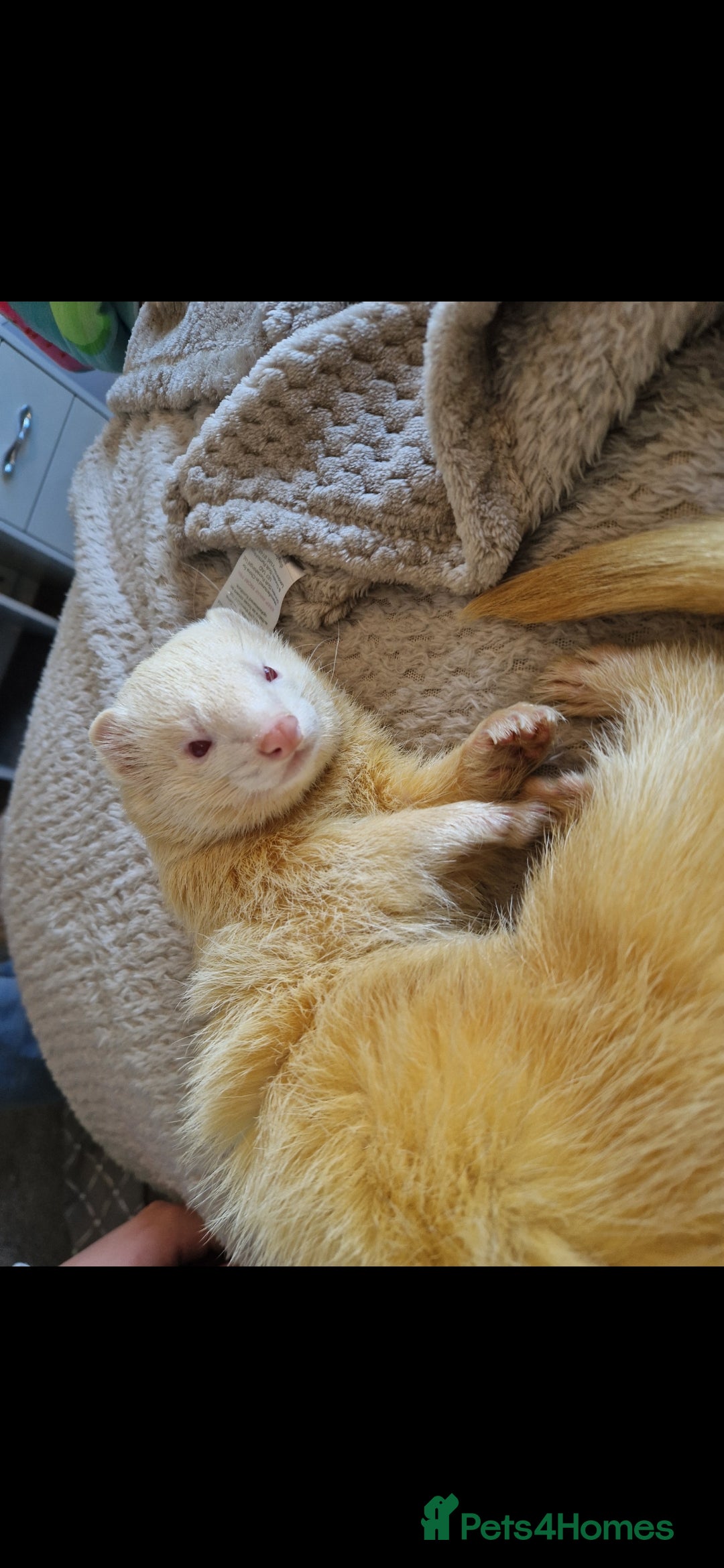 Ferret rodents for sale: 2 Male Albino Ferrets With Everything  - Image 9
